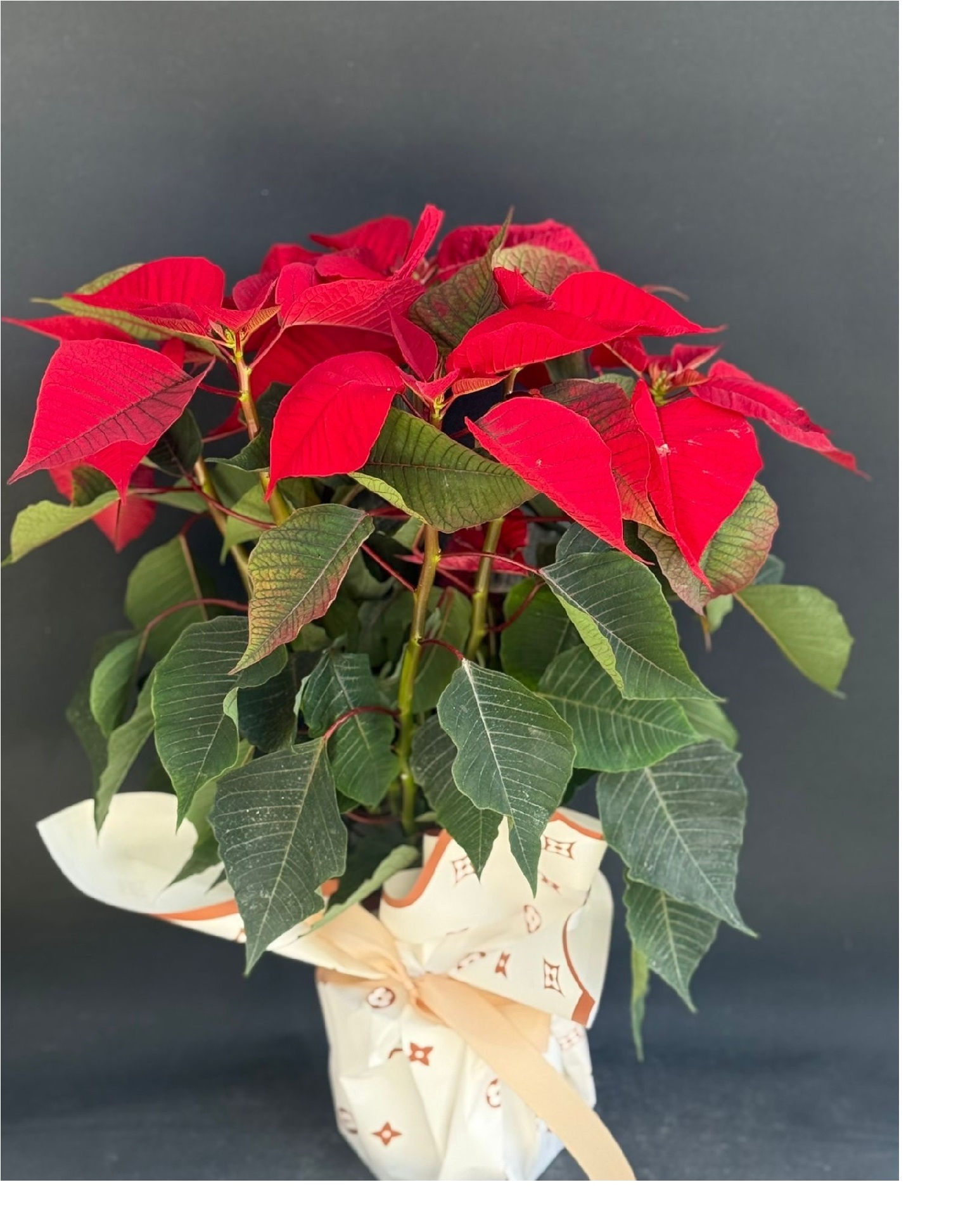 retmenler gn atatrk iei 