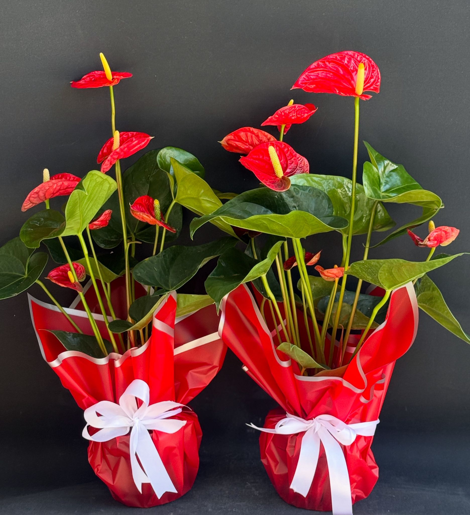 antoryum iei retmenler gniei 